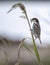 Spanish Sparrow - Passer hispaniolensis - who gathers straw for his nest