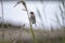 Spanish Sparrow - Passer hispaniolensis - who gathers straw for his nest