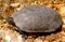 spanish terrapin, Mauremys leprosa