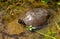 spanish terrapin, Mauremys leprosa