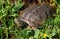 spanish terrapin, Mauremys leprosa