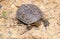 spanish terrapin, Mauremys leprosa