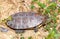 spanish terrapin, Mauremys leprosa