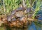 Spanish Terrapins - Mauremys leprosa enjoying the sun.