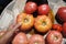 Spanish tomatoes varying ripeness