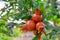 Spanish unripe pomegranate