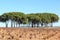 Spanish vineyard in autumn, Manchuela wine region