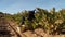 Spanish vineyard D.O. Calatayud
