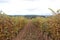 Spanish vineyard filed