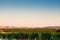 Spanish vineyard landscape