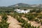 Spanish vineyard, Montilla.