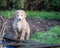 Spanish Water Dog