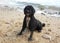 Spanish Water Dog on the beach