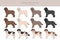 Spanish water dog coat colors, different poses clipart