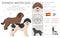 Spanish water dog coat colors, different poses clipart