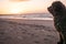 A Spanish Water Dog looking at a sunset on the beach