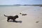 Spanish Water Dog, Pindo Beach; Coruna; Galicia