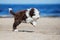 Spanish water dog puppy running on a beach