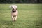 Spanish water dog in sunny backyard