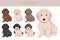 Spanish water puppies dog coat colors, different poses clipart