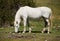 Spanish White Mustang