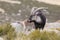 Spanish Wild Goat