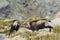 Spanish Wild Goat