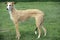 Spanish Wire Haired Galgo or Spanish Greyhound, Adult standing on Grass