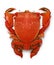 spanner crab, red frog crab