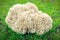 Sparassis Crispa (Cauliflower Mushroom)