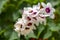 Sparaxis, white ixia, harlequin flower, wandflower, corn lilies