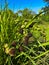 Sparganium eurycarpum engelm is green and blackish brown in the paddy fields