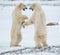 Sparing polar bears. Fighting Polar bears (Ursus maritimus ) on the snow.