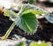 Sparkle drops on strawberry plant