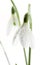 Sparkle snowdrop flower in morning dew