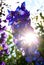 Sparkle sun rays push through Delphinium Blue Flowers