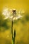 Sparkles on the seeds of a dandelion head in the sunlight