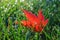 Sparkling Dewdrops On Blades of Grass Surround Glowing Red Leaf