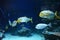 Sparkling Exotic Yellow Fish in blue water Photo Image
