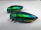 Sparkling Jewel beetle brooch on white background