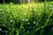 Sparkling morning dew on a patch of green grass, accentuating the connection between chlorophyll, water, and the natural