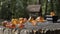 Sparkling natural Baltic pieces of yellow-orange amber and a beautiful amber ring lie on a cracked old stump in the forest