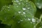 Sparkling rain drops on the leaves macro