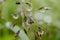 Sparkling rain drops on the leaves macro