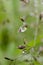 Sparkling rain drops on the leaves macro