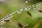 Sparkling rain drops on the leaves macro