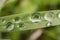 Sparkling rain drops on the leaves macro