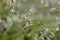 Sparkling rain drops on the leaves macro