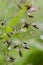 Sparkling rain drops on the leaves macro