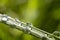 Sparkling rain drops on the leaves macro